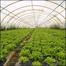 Alerta roja por cambio climático pone en riesgo plantaciones