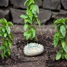 Consejos para proteger a sus nuevas plantas