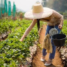 Cultivo de Fresas bajo invernadero