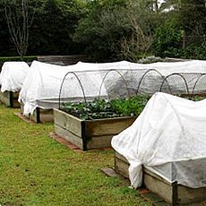 Consejos para proteger a sus plantas de las heladas