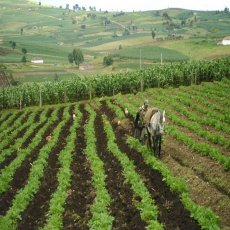 Boyacá: tierra fertil para el agro