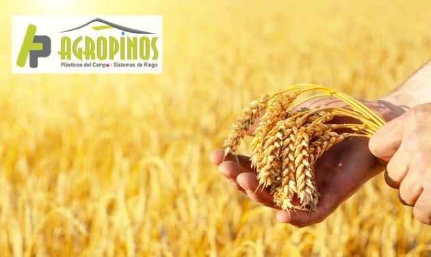 Agropinos le enseña como proteger sus cultivos de los cambios climáticos